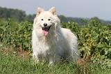 CHIEN FINNOIS DE LAPONIE 646
